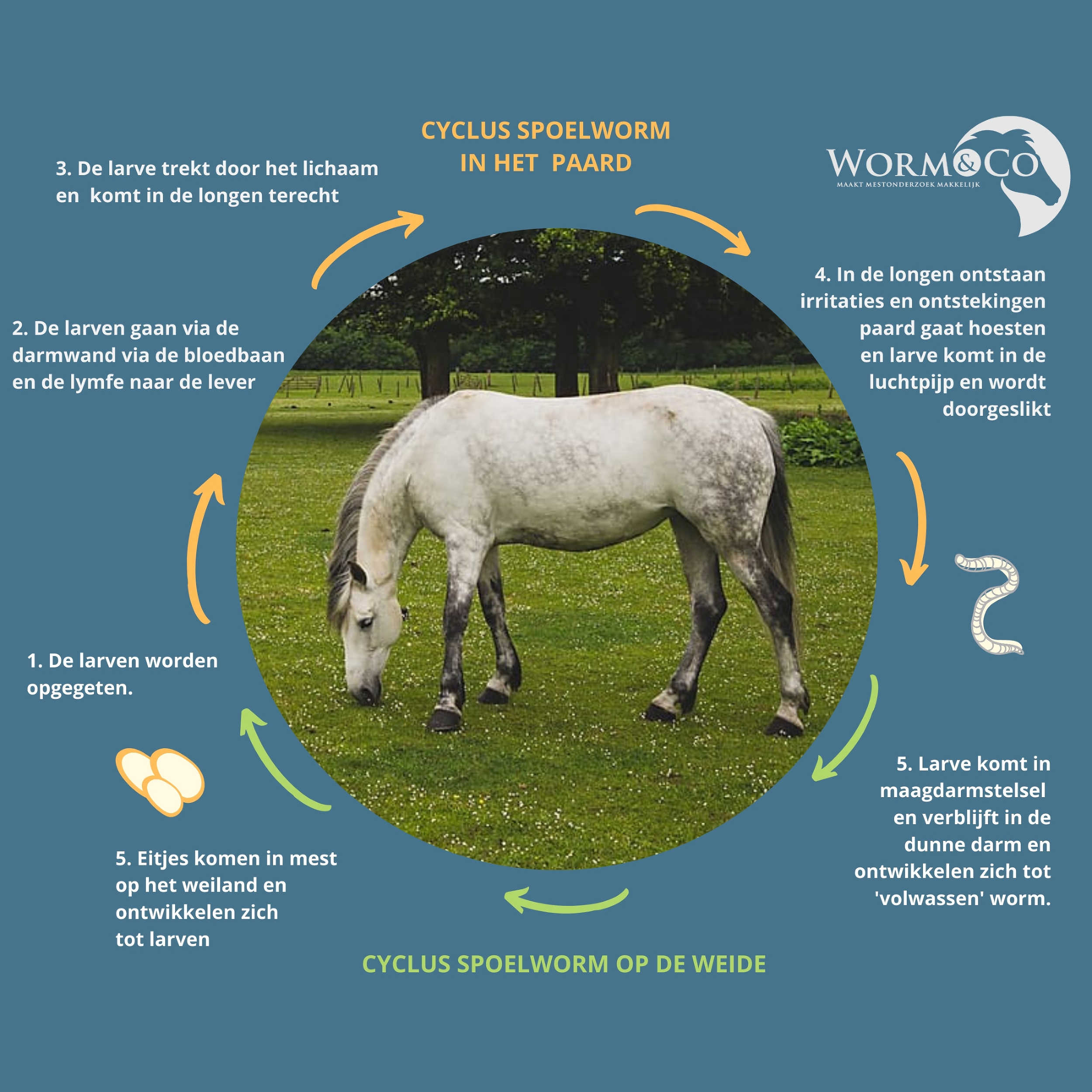 mestonderzoekschema-paard-wanneer-en-hoe-vaak-mestonderzoek